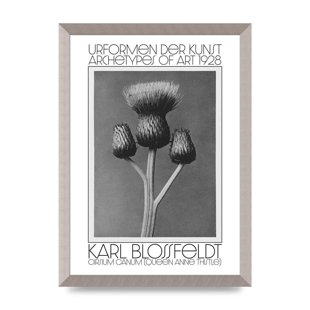 Karl Blossfeldt Urformen Der Kunst 1928 Cirsium Canum Queen Anne Thistle Wall Art - A3 framed