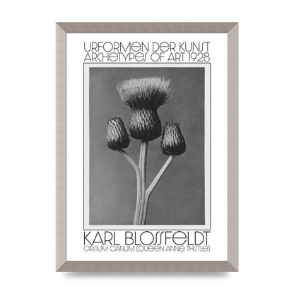 Karl Blossfeldt Urformen Der Kunst 1928 Cirsium Canum Queen Anne Thistle Wall Art - A3 framed