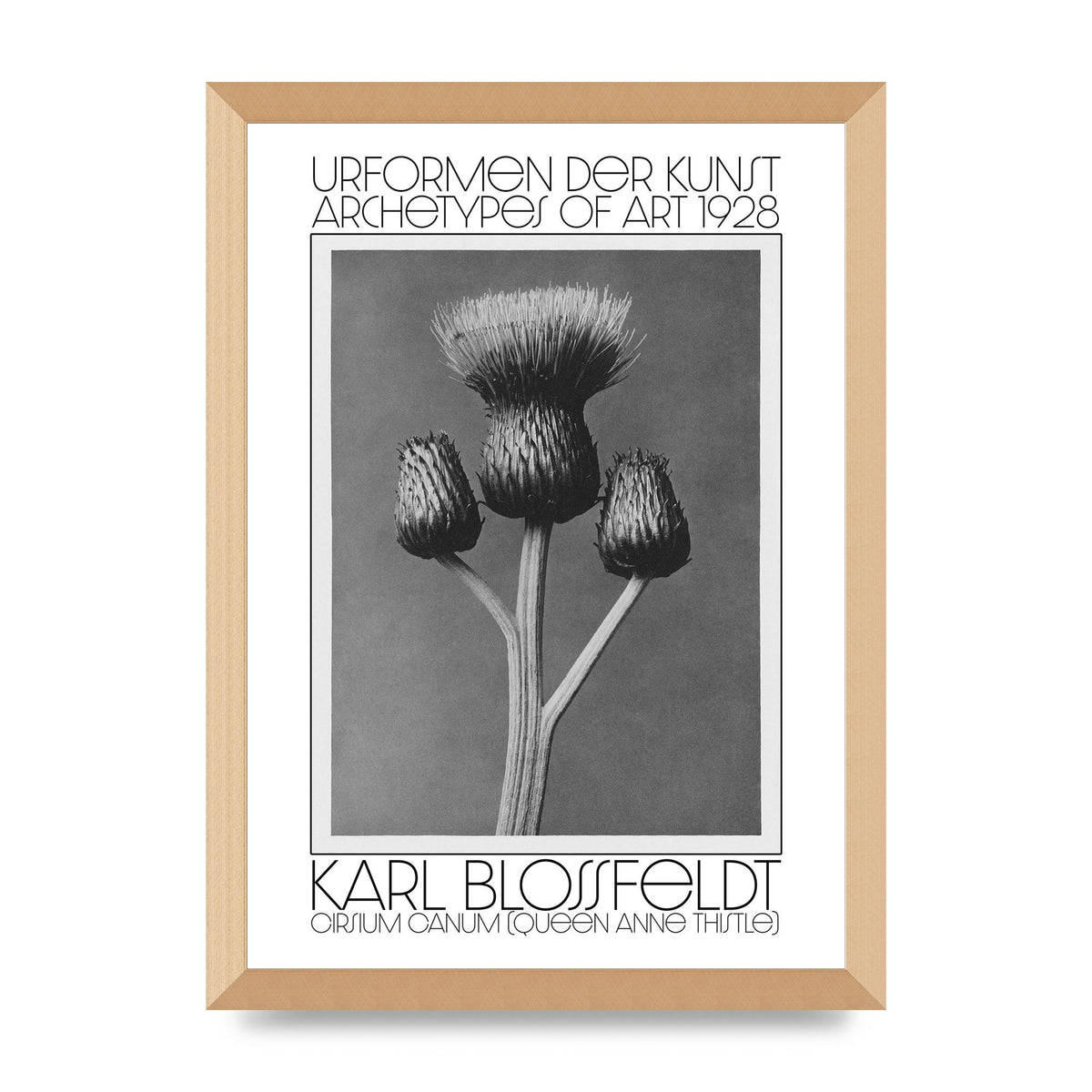 Karl Blossfeldt Urformen Der Kunst 1928 Cirsium Canum Queen Anne Thistle Wall Art - A3 framed
