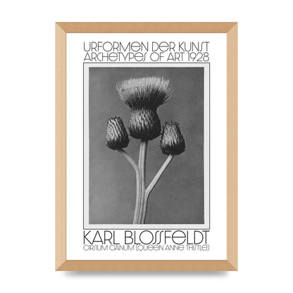 Karl Blossfeldt Urformen Der Kunst 1928 Cirsium Canum Queen Anne Thistle Wall Art - A3 framed