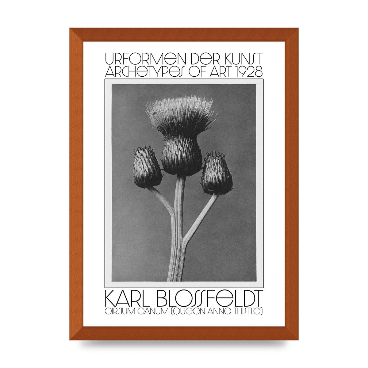 Karl Blossfeldt Urformen Der Kunst 1928 Cirsium Canum Queen Anne Thistle Wall Art - A3 framed