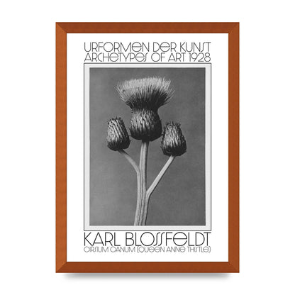 Karl Blossfeldt Urformen Der Kunst 1928 Cirsium Canum Queen Anne Thistle Wall Art - A3 framed