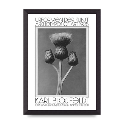 Karl Blossfeldt Urformen Der Kunst 1928 Cirsium Canum Queen Anne Thistle Wall Art - A3 framed
