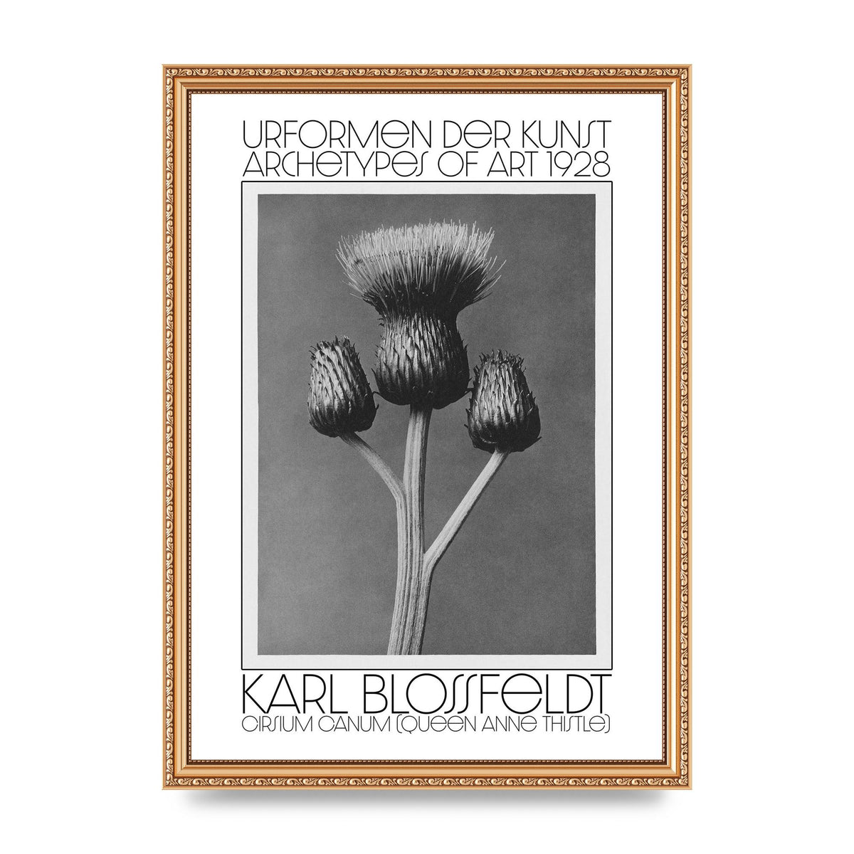 Karl Blossfeldt Urformen Der Kunst 1928 Cirsium Canum Queen Anne Thistle Wall Art - A3 framed