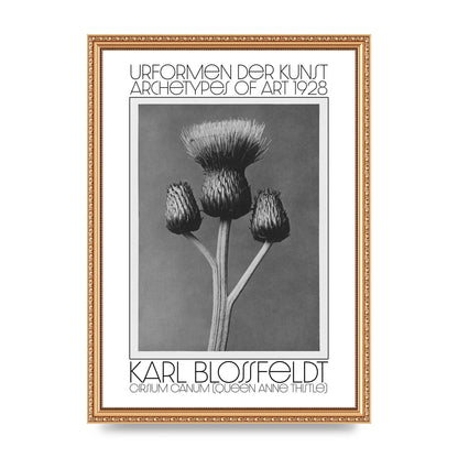 Karl Blossfeldt Urformen Der Kunst 1928 Cirsium Canum Queen Anne Thistle Wall Art - A3 framed