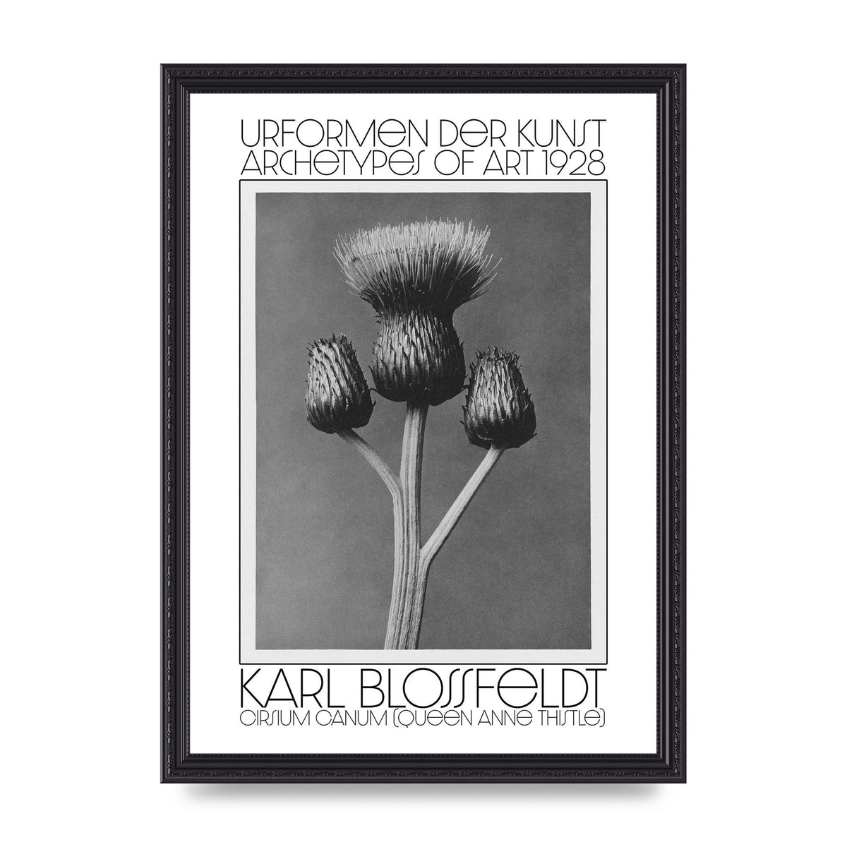 Karl Blossfeldt Urformen Der Kunst 1928 Cirsium Canum Queen Anne Thistle Wall Art - A3 framed