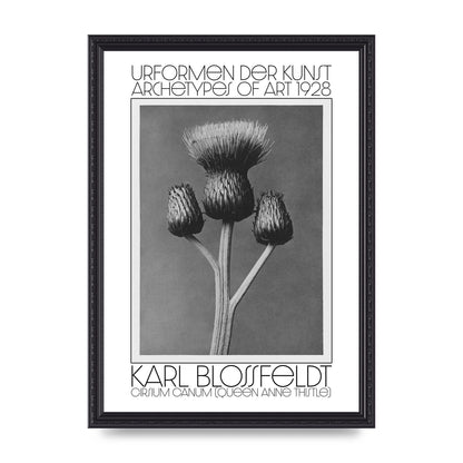 Karl Blossfeldt Urformen Der Kunst 1928 Cirsium Canum Queen Anne Thistle Wall Art - A3 framed
