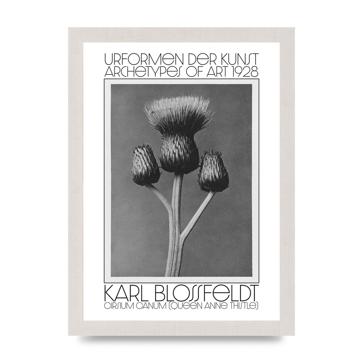 Karl Blossfeldt Urformen Der Kunst 1928 Cirsium Canum Queen Anne Thistle Wall Art - A4 framed