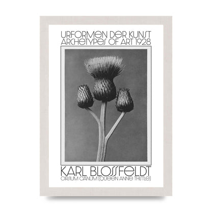Karl Blossfeldt Urformen Der Kunst 1928 Cirsium Canum Queen Anne Thistle Wall Art - A4 framed