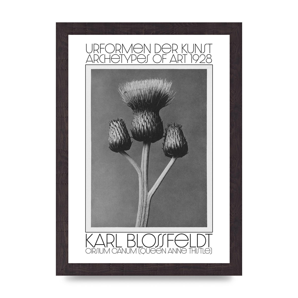 Karl Blossfeldt Urformen Der Kunst 1928 Cirsium Canum Queen Anne Thistle Wall Art - A4 framed