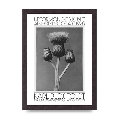 Karl Blossfeldt Urformen Der Kunst 1928 Cirsium Canum Queen Anne Thistle Wall Art - A4 framed