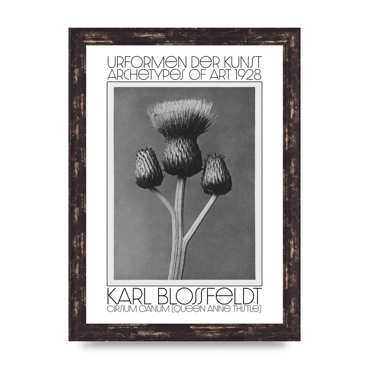 Karl Blossfeldt Urformen Der Kunst 1928 Cirsium Canum Queen Anne Thistle Wall Art - A4 framed