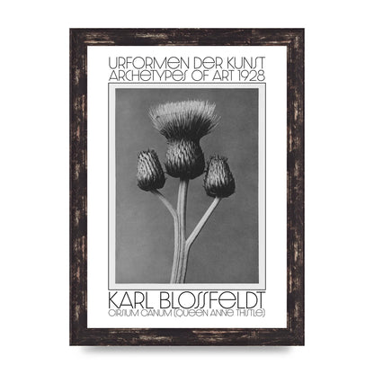 Karl Blossfeldt Urformen Der Kunst 1928 Cirsium Canum Queen Anne Thistle Wall Art - A4 framed