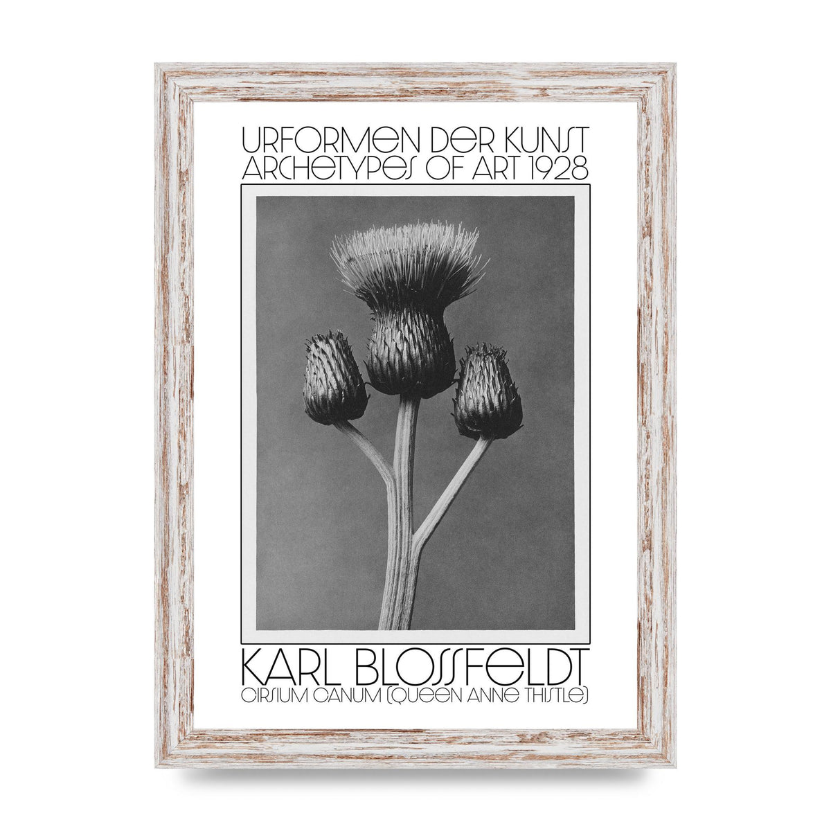 Karl Blossfeldt Urformen Der Kunst 1928 Cirsium Canum Queen Anne Thistle Wall Art - A4 framed