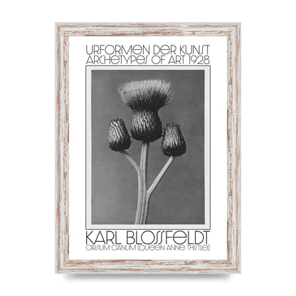 Karl Blossfeldt Urformen Der Kunst 1928 Cirsium Canum Queen Anne Thistle Wall Art - A4 framed