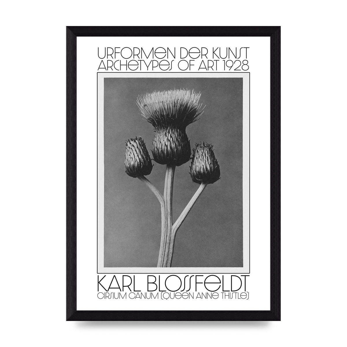 Karl Blossfeldt Urformen Der Kunst 1928 Cirsium Canum Queen Anne Thistle Wall Art - A4 framed