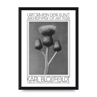 Karl Blossfeldt Urformen Der Kunst 1928 Cirsium Canum Queen Anne Thistle Wall Art - A4 framed