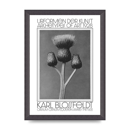 Karl Blossfeldt Urformen Der Kunst 1928 Cirsium Canum Queen Anne Thistle Wall Art - A4 framed