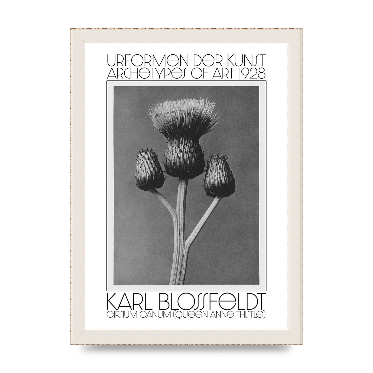 Karl Blossfeldt Urformen Der Kunst 1928 Cirsium Canum Queen Anne Thistle Wall Art - A4 framed