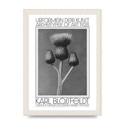 Karl Blossfeldt Urformen Der Kunst 1928 Cirsium Canum Queen Anne Thistle Wall Art - A4 framed