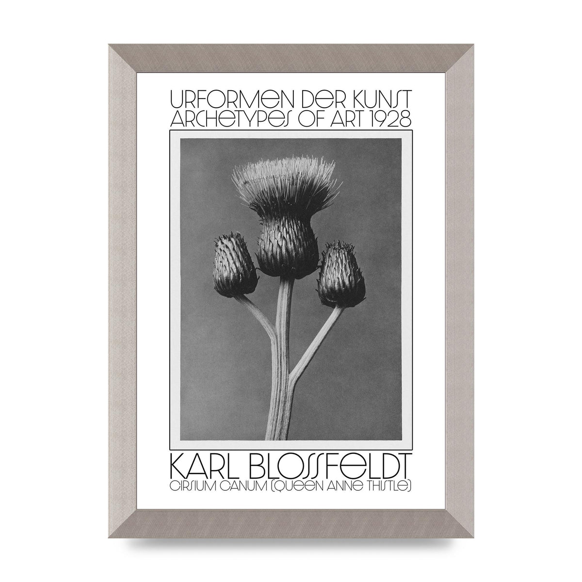 Karl Blossfeldt Urformen Der Kunst 1928 Cirsium Canum Queen Anne Thistle Wall Art - A4 framed