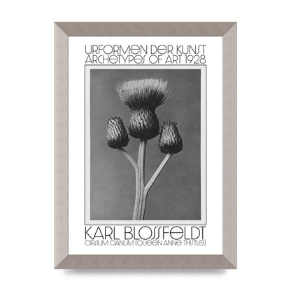Karl Blossfeldt Urformen Der Kunst 1928 Cirsium Canum Queen Anne Thistle Wall Art - A4 framed