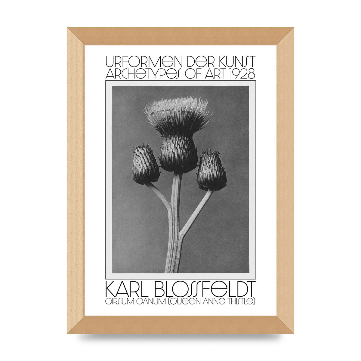 Karl Blossfeldt Urformen Der Kunst 1928 Cirsium Canum Queen Anne Thistle Wall Art - A4 framed