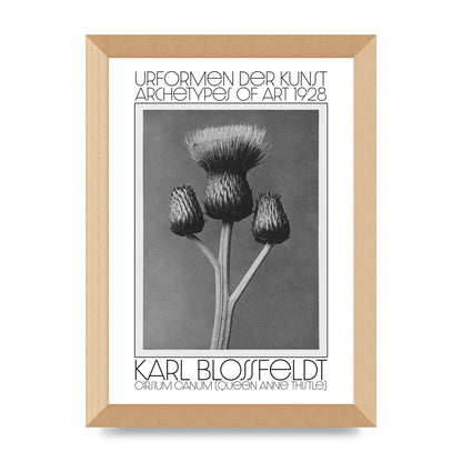 Karl Blossfeldt Urformen Der Kunst 1928 Cirsium Canum Queen Anne Thistle Wall Art - A4 framed