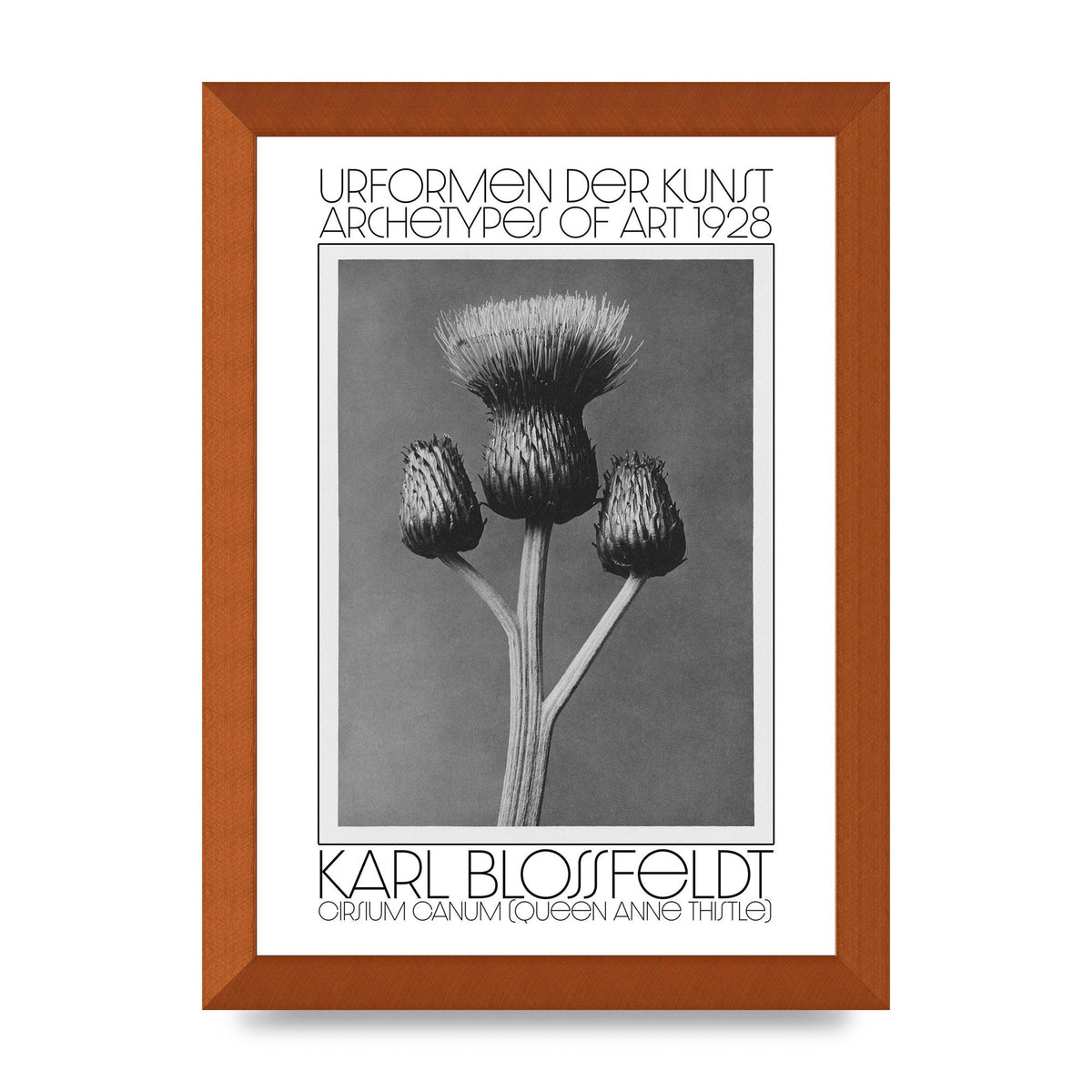 Karl Blossfeldt Urformen Der Kunst 1928 Cirsium Canum Queen Anne Thistle Wall Art - A4 framed