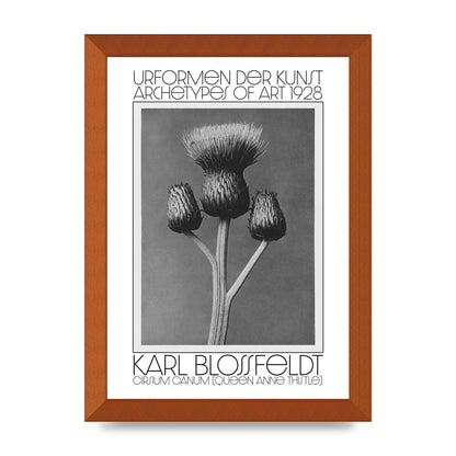 Karl Blossfeldt Urformen Der Kunst 1928 Cirsium Canum Queen Anne Thistle Wall Art - A4 framed
