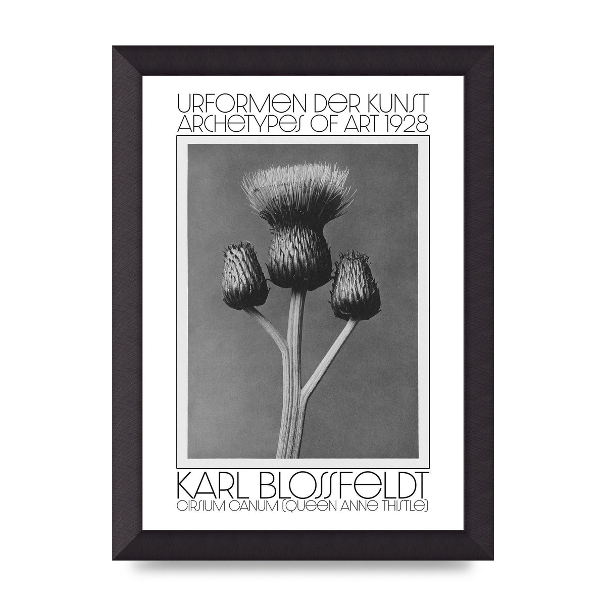 Karl Blossfeldt Urformen Der Kunst 1928 Cirsium Canum Queen Anne Thistle Wall Art - A4 framed