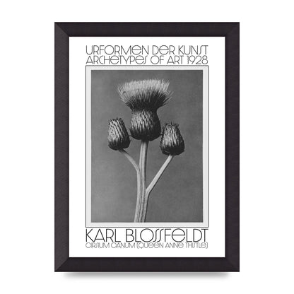 Karl Blossfeldt Urformen Der Kunst 1928 Cirsium Canum Queen Anne Thistle Wall Art - A4 framed