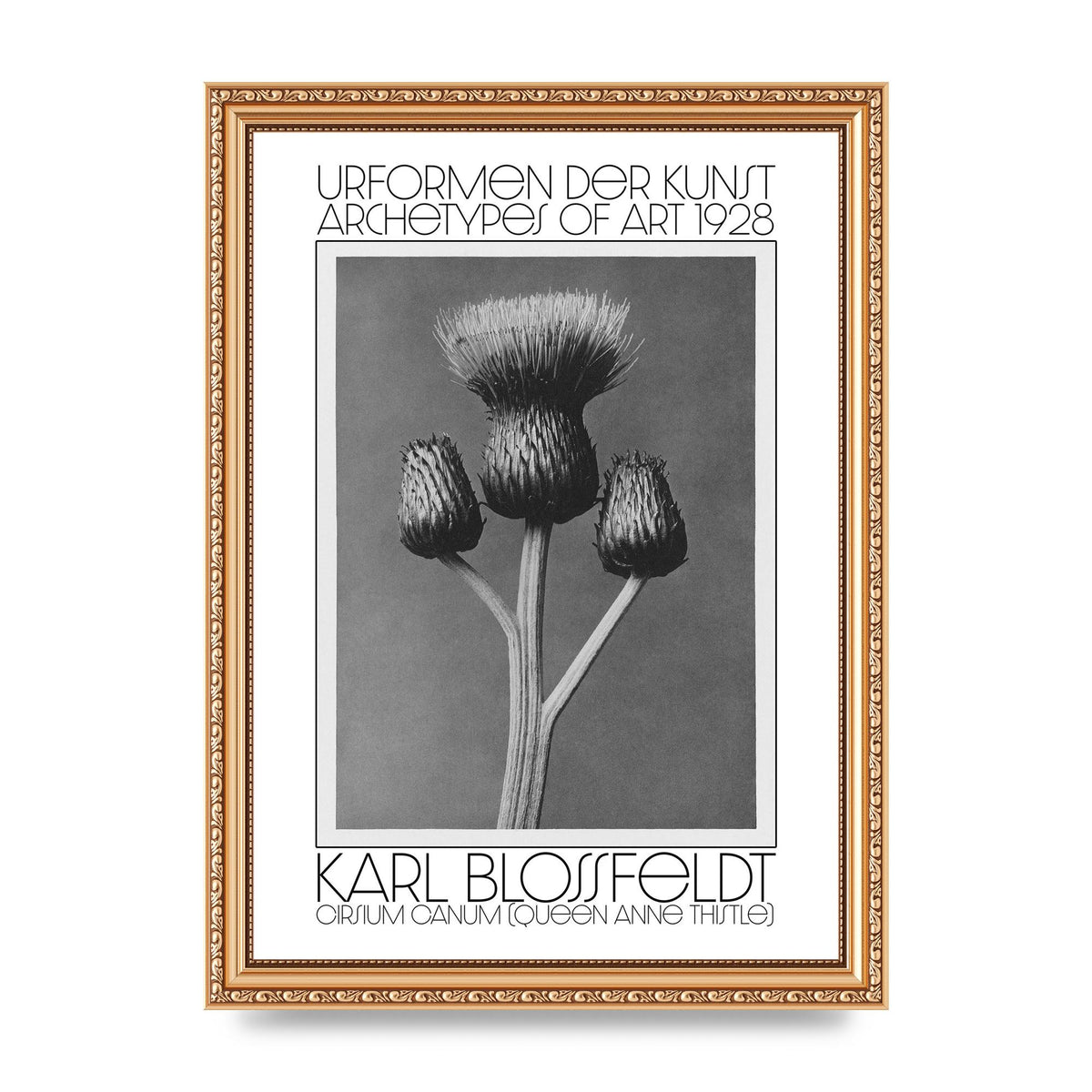 Karl Blossfeldt Urformen Der Kunst 1928 Cirsium Canum Queen Anne Thistle Wall Art - A4 framed