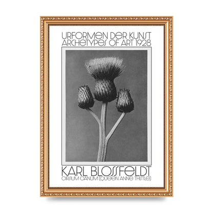 Karl Blossfeldt Urformen Der Kunst 1928 Cirsium Canum Queen Anne Thistle Wall Art - A4 framed