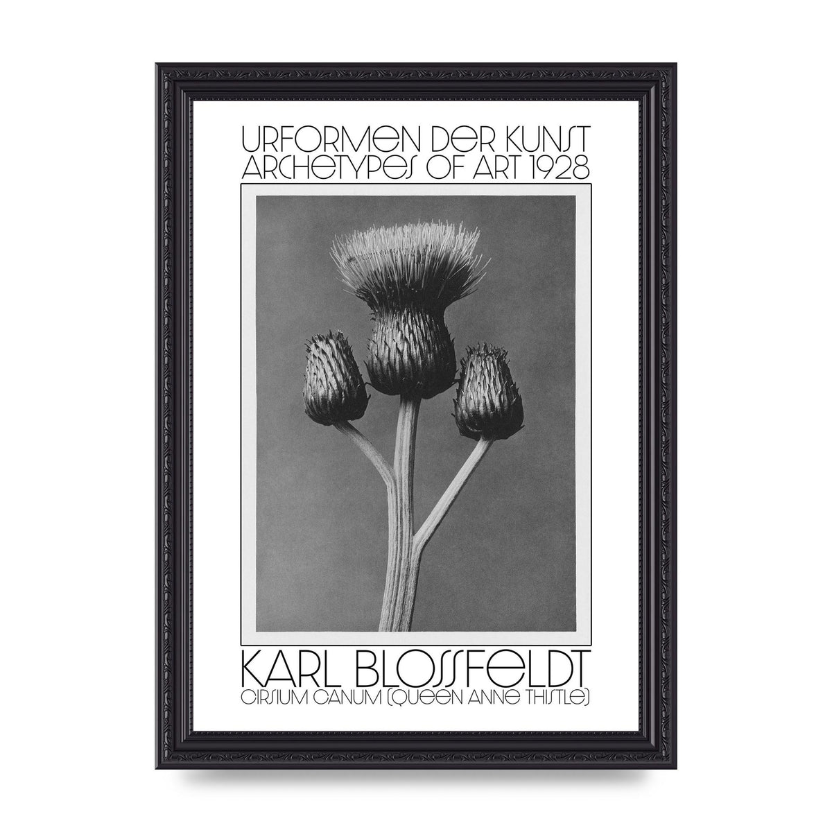 Karl Blossfeldt Urformen Der Kunst 1928 Cirsium Canum Queen Anne Thistle Wall Art - A4 framed