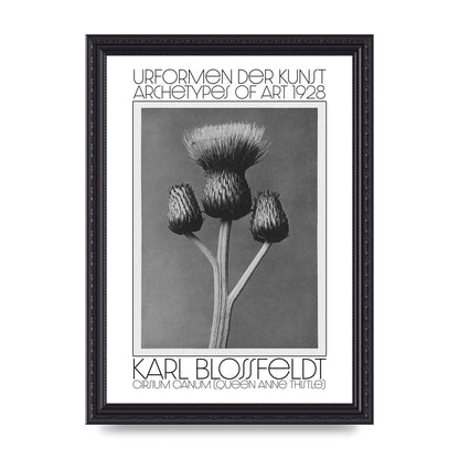 Karl Blossfeldt Urformen Der Kunst 1928 Cirsium Canum Queen Anne Thistle Wall Art - A4 framed