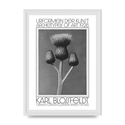 Karl Blossfeldt Urformen Der Kunst 1928 Cirsium Canum Queen Anne Thistle Wall Art - A4 framed