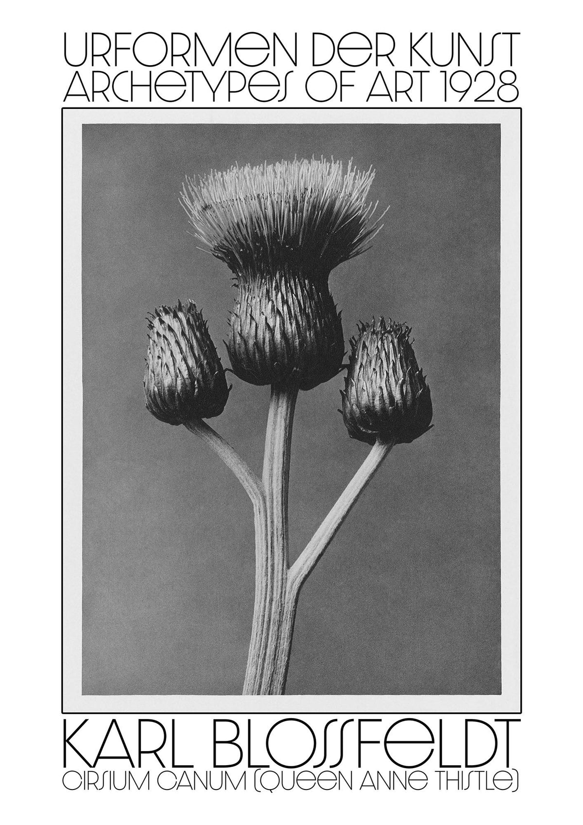 Karl Blossfeldt Urformen Der Kunst 1928 Cirsium Canum Queen Anne Thistle Wall Art - detail