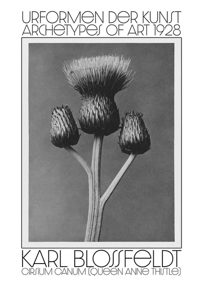 Karl Blossfeldt Urformen Der Kunst 1928 Cirsium Canum Queen Anne Thistle Wall Art - detail