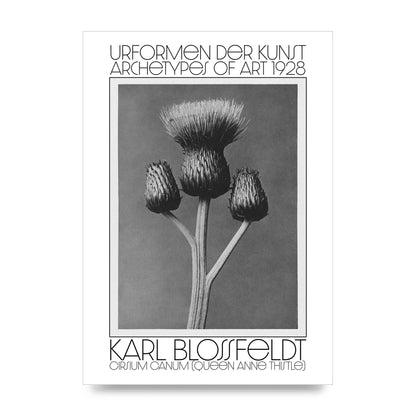 Karl Blossfeldt Urformen Der Kunst 1928 Cirsium Canum Queen Anne Thistle Wall Art - unframed print
