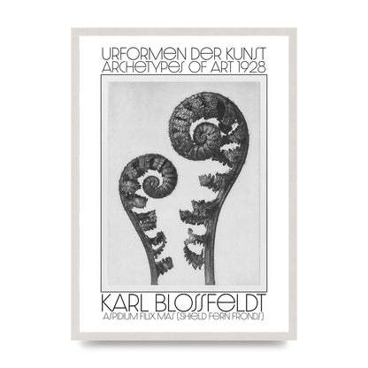 Karl Blossfeldt Urformen Der Kunst 1928 Aspidium Filix Mas Shield Fern Fronds Art For The Home - A2 framed