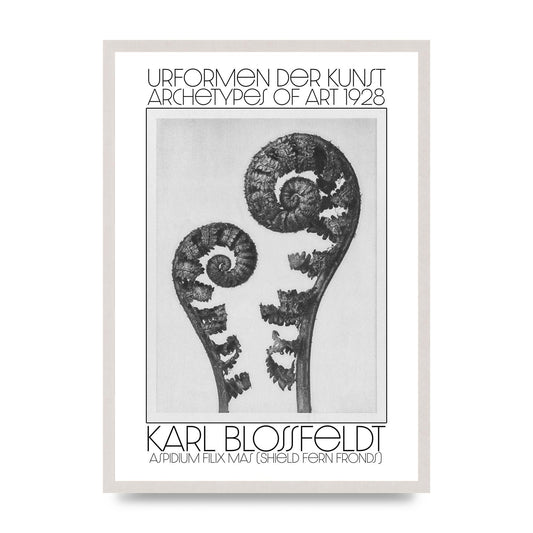 Karl Blossfeldt Urformen Der Kunst 1928 Aspidium Filix Mas Shield Fern Fronds Art For The Home - A2 framed