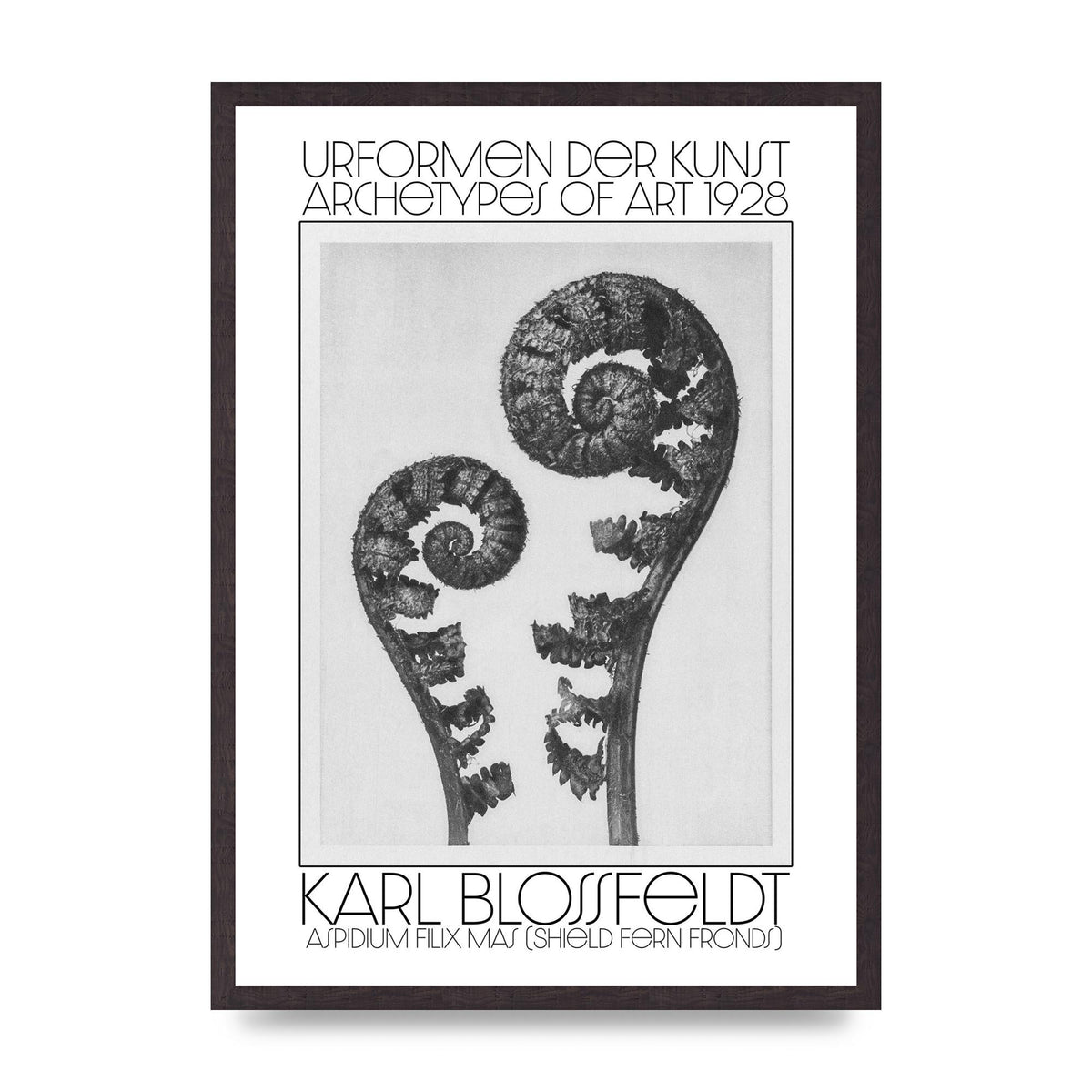 Karl Blossfeldt Urformen Der Kunst 1928 Aspidium Filix Mas Shield Fern Fronds Art For The Home - A2 framed