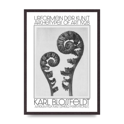 Karl Blossfeldt Urformen Der Kunst 1928 Aspidium Filix Mas Shield Fern Fronds Art For The Home - A2 framed
