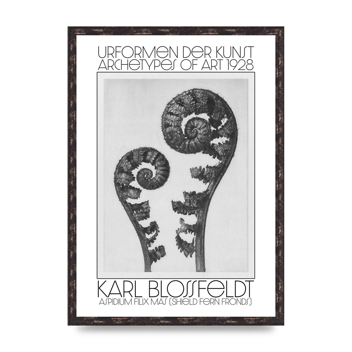 Karl Blossfeldt Urformen Der Kunst 1928 Aspidium Filix Mas Shield Fern Fronds Art For The Home - A2 framed
