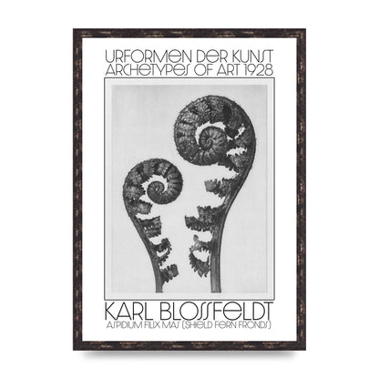Karl Blossfeldt Urformen Der Kunst 1928 Aspidium Filix Mas Shield Fern Fronds Art For The Home - A2 framed