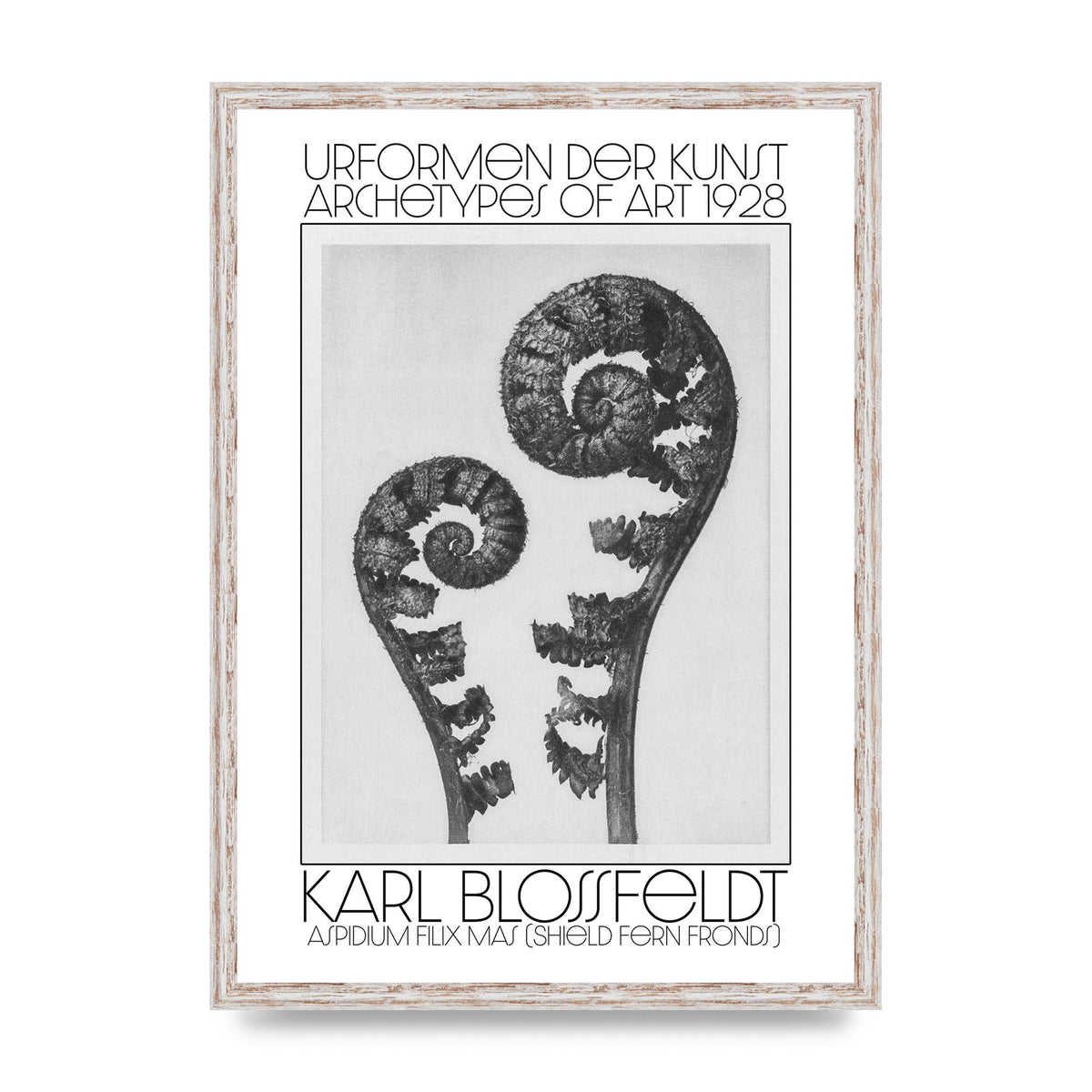Karl Blossfeldt Urformen Der Kunst 1928 Aspidium Filix Mas Shield Fern Fronds Art For The Home - A2 framed