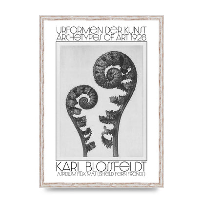 Karl Blossfeldt Urformen Der Kunst 1928 Aspidium Filix Mas Shield Fern Fronds Art For The Home - A2 framed