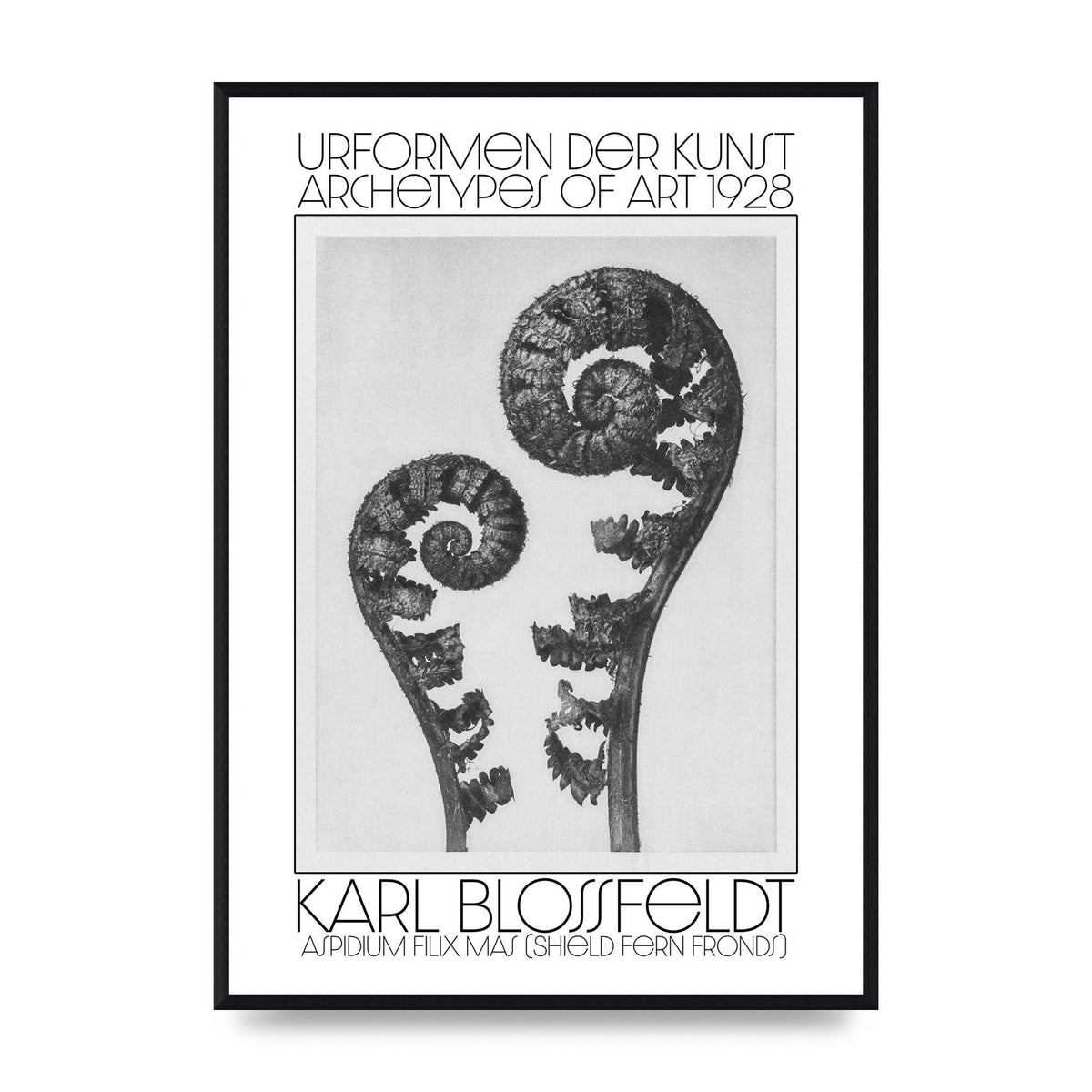 Karl Blossfeldt Urformen Der Kunst 1928 Aspidium Filix Mas Shield Fern Fronds Art For The Home - A2 framed