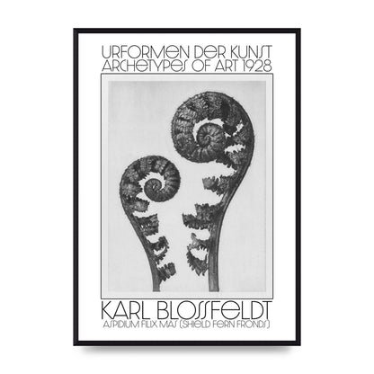 Karl Blossfeldt Urformen Der Kunst 1928 Aspidium Filix Mas Shield Fern Fronds Art For The Home - A2 framed